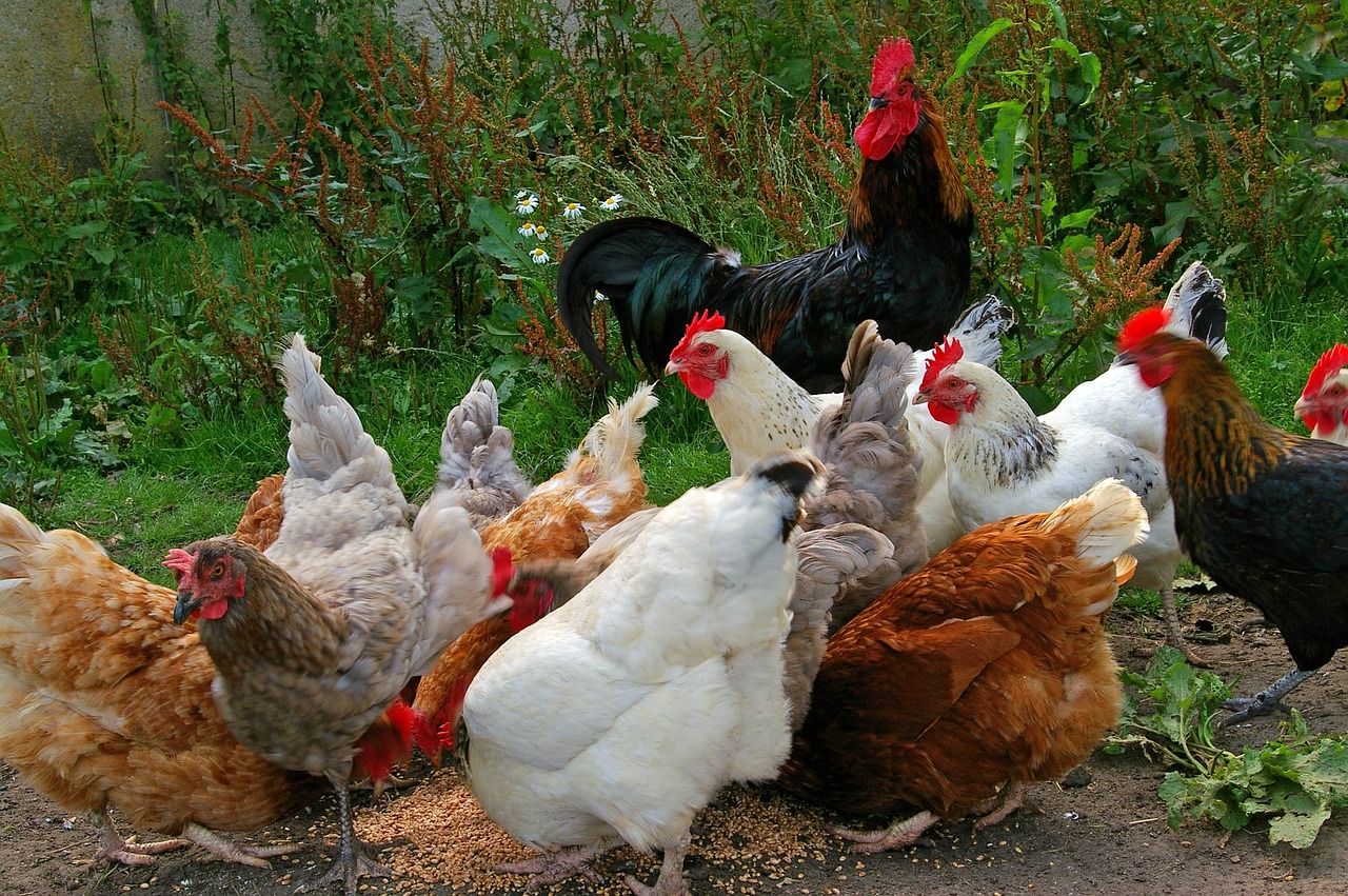A colorful mixed flock of backyard chickens and a rooster pecking at feed in a lush garden setting.
