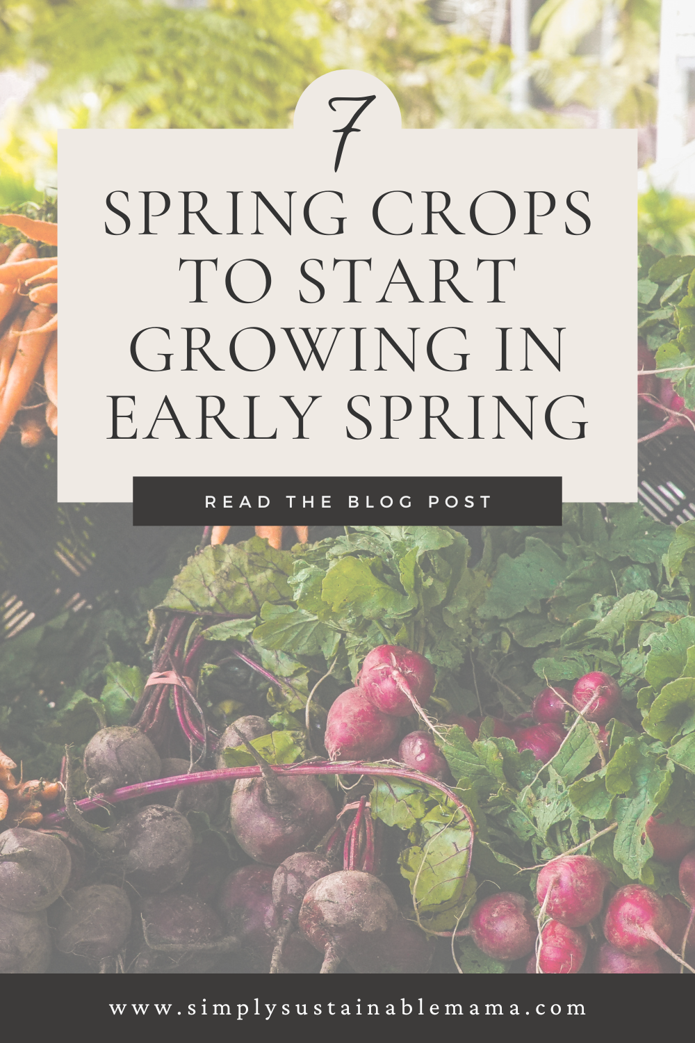 Image featuring an abundant harvest of bright healthy beets, radishes, and carrots with title over the top that reads "7 spring crops to start growing in early spring"