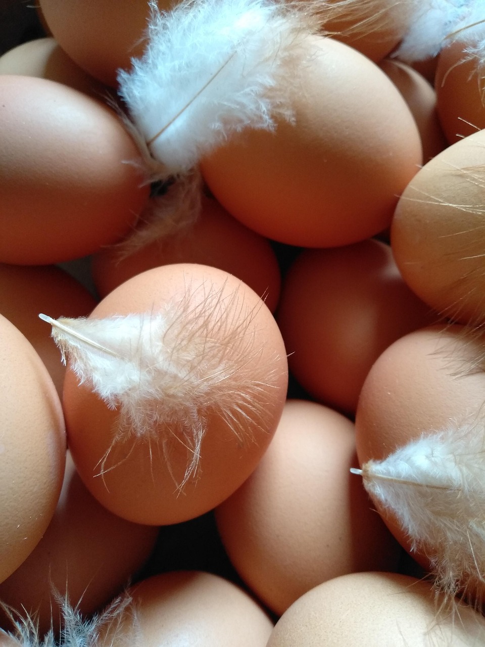 Freshly laid brown chicken eggs with soft white feathers still attached, symbolizing natural and sustainable egg production.