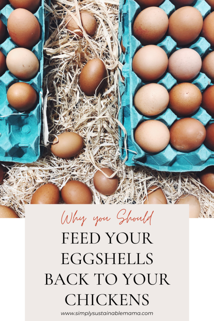 Why You Should Feed Your Eggshells Back To Your Chickens - Simply 