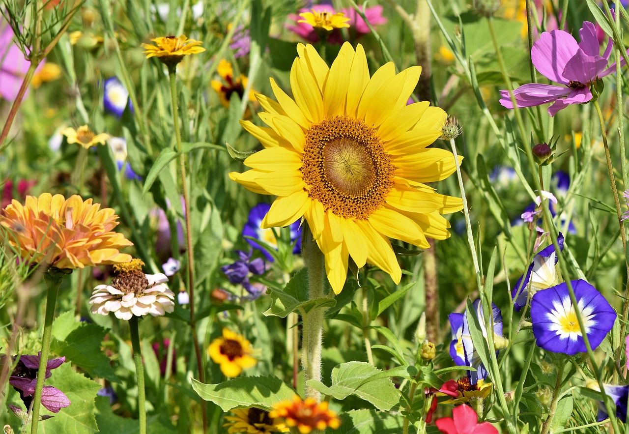 A vibrant sunflower in full bloom surrounded by a colorful mix of spring wildflowers in a lush garden.