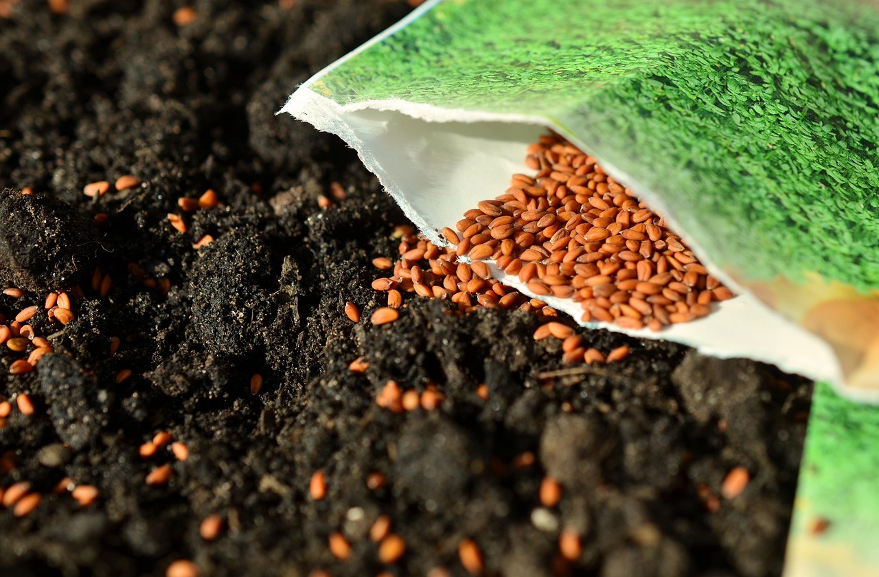 Close-up of an opened seed packet spilling brown seeds onto rich garden soil, ready for planting.