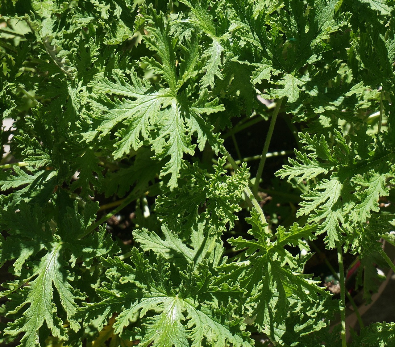 Close-up of lush citronella plant leaves, known for their natural mosquito-repelling properties.
