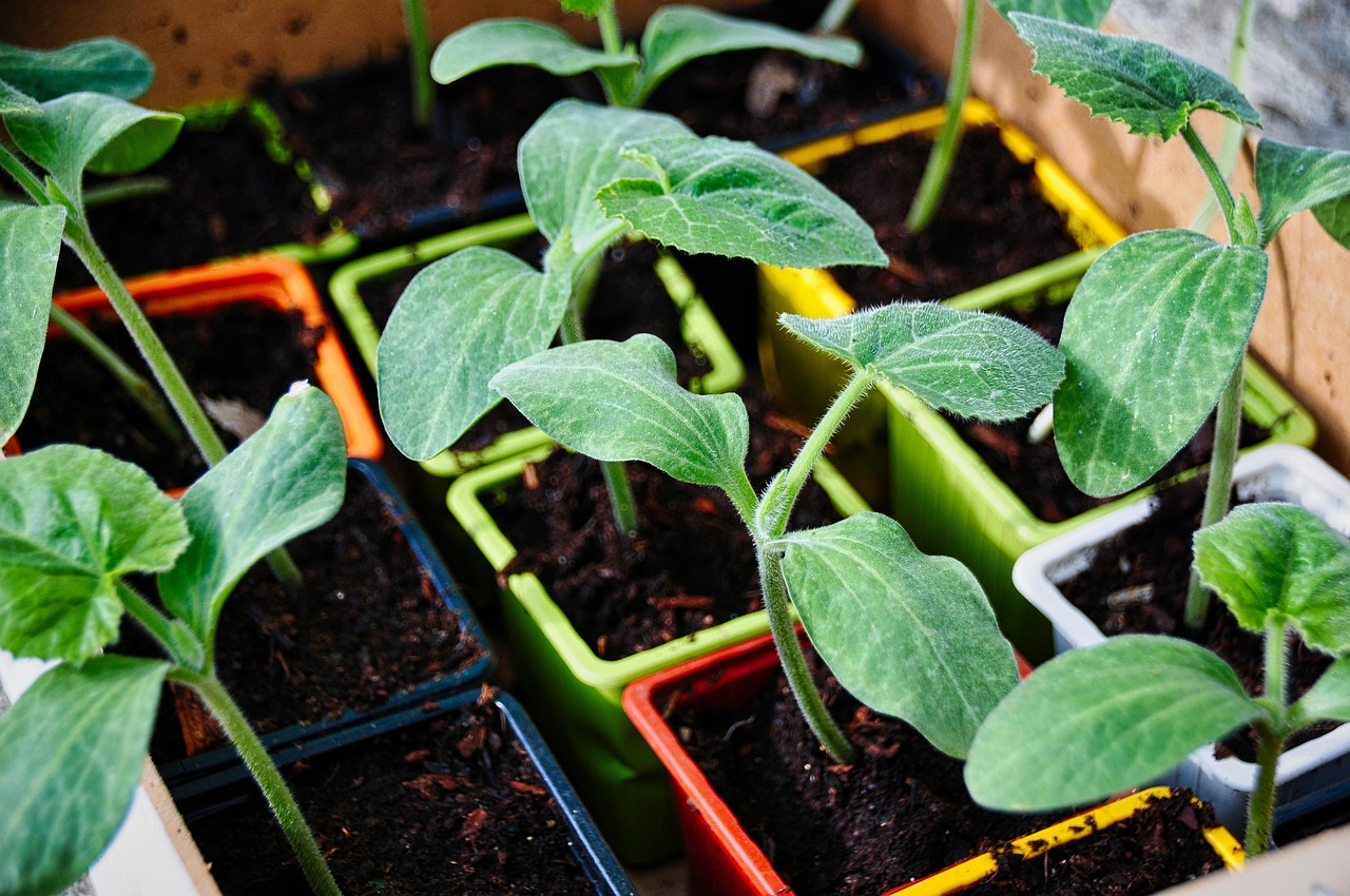 Young vegetable seedlings growing in colorful seed-starting containers filled with rich soil, ready to be transplanted for spring gardening.