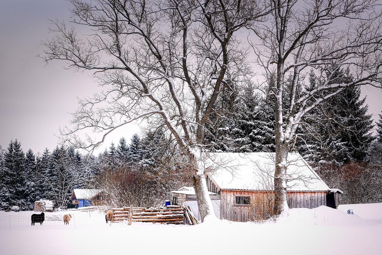 Rustic wooden cabin surrounded by snow-covered trees and livestock in a serene off-grid winter homestead.