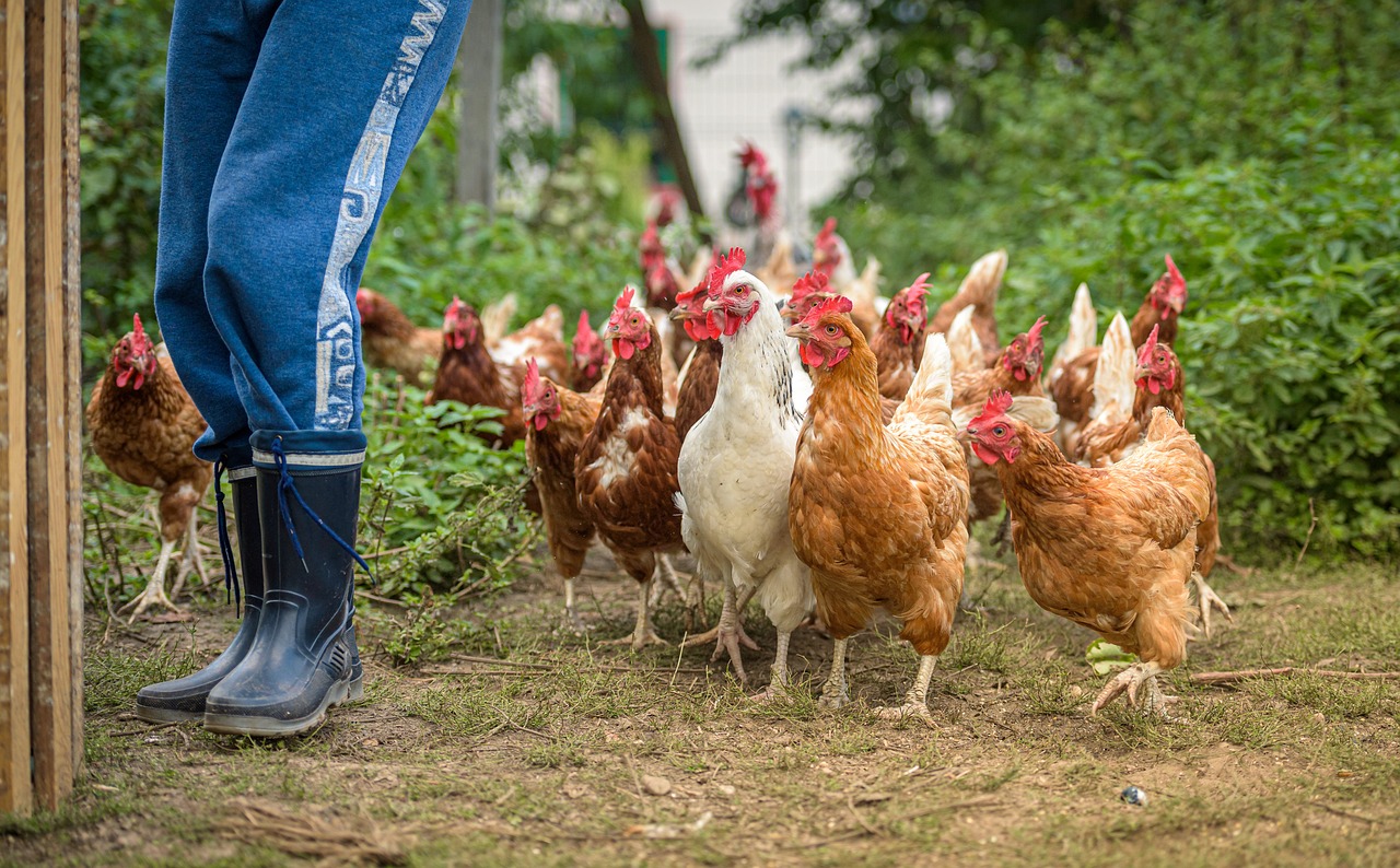 A flock of backyard chickens following a farmer in rubber boots on a small-scale chicken farm.